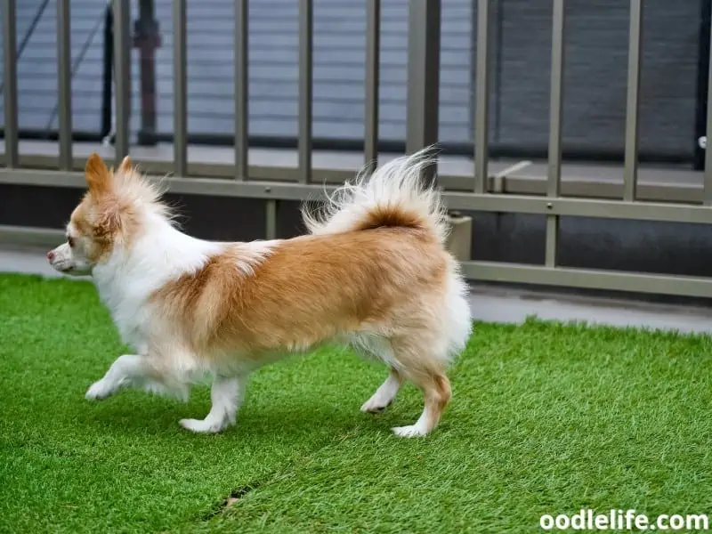 Chihuahua and artificial grass