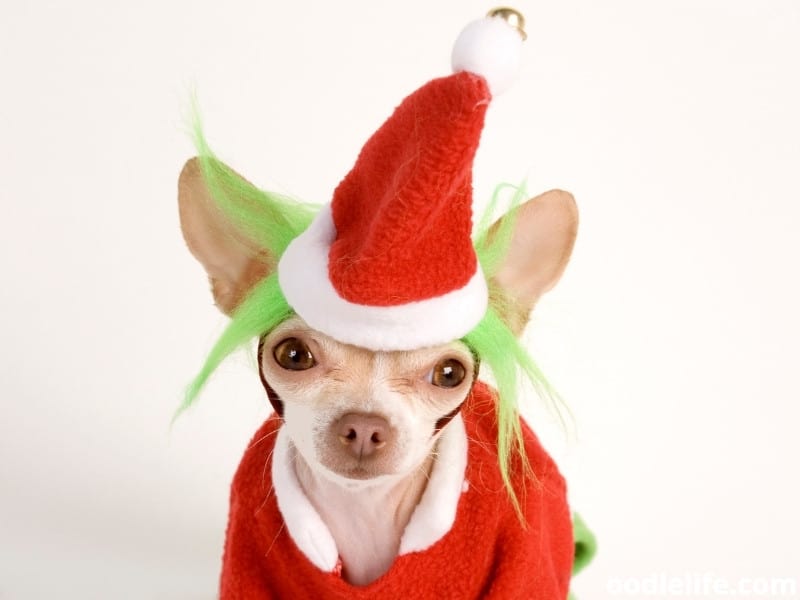 Chihuahua dressed like Grinch