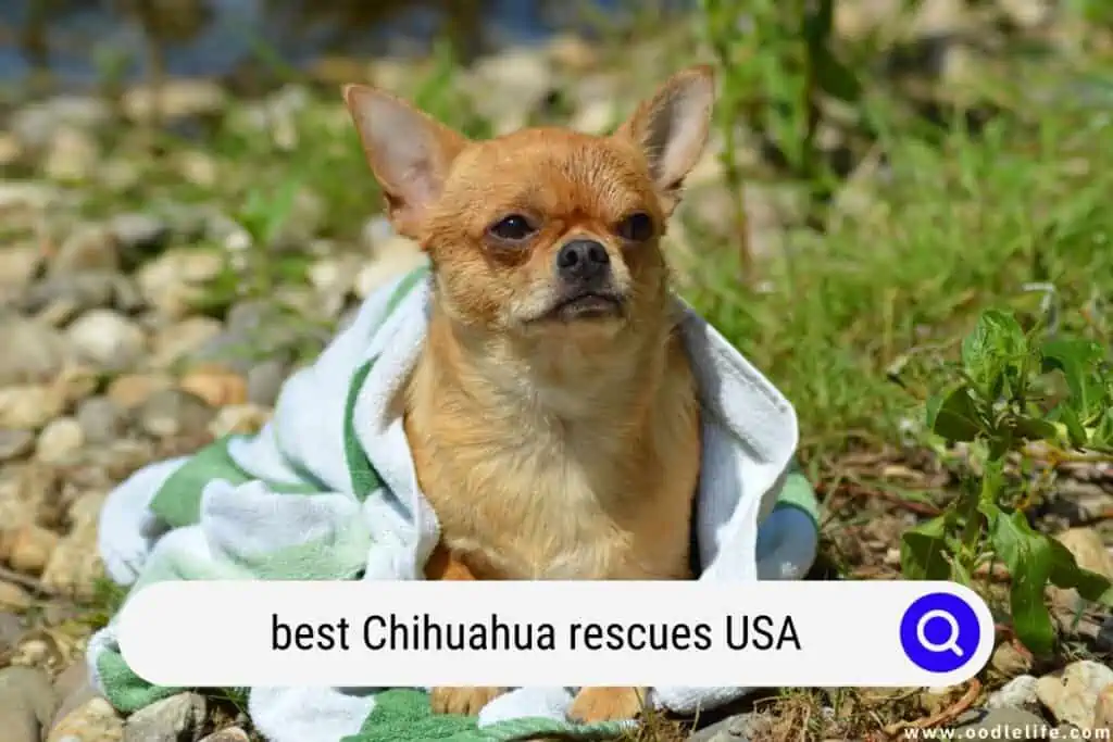 Chihuahua rescues