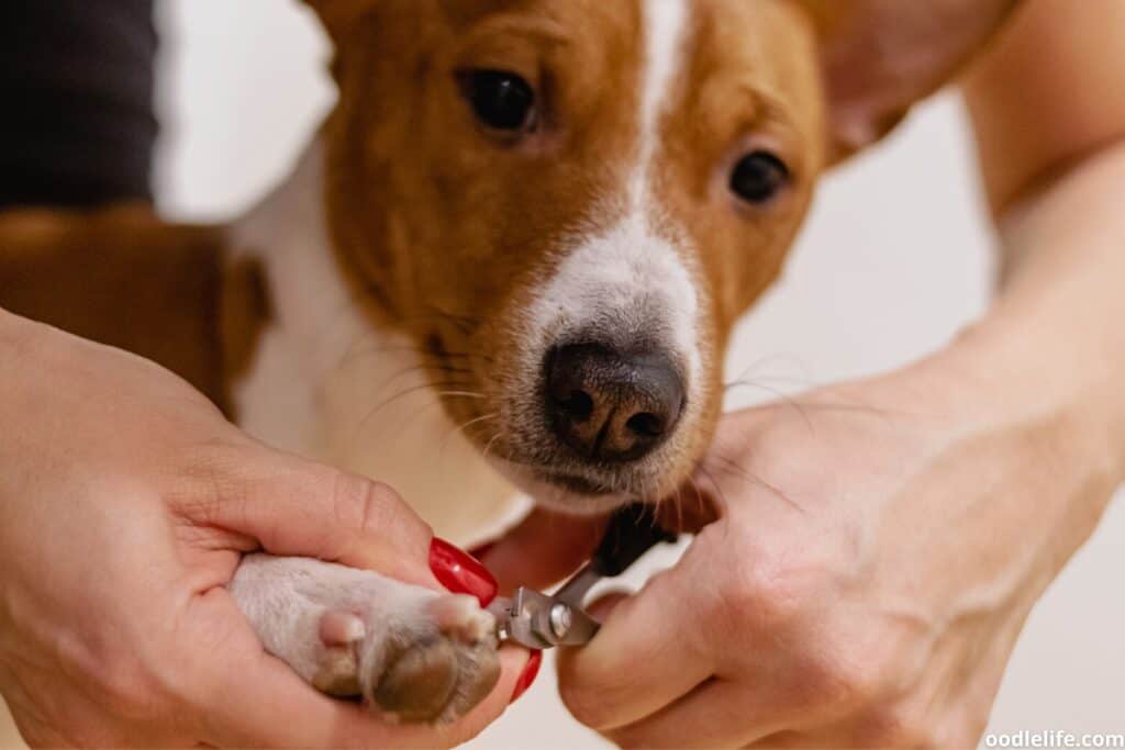 A Basenji dog has its nails clipped