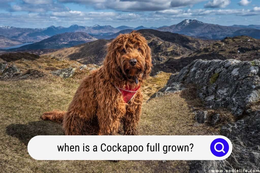 When Is A Cockapoo Full Grown? (with Photos) Oodle Life