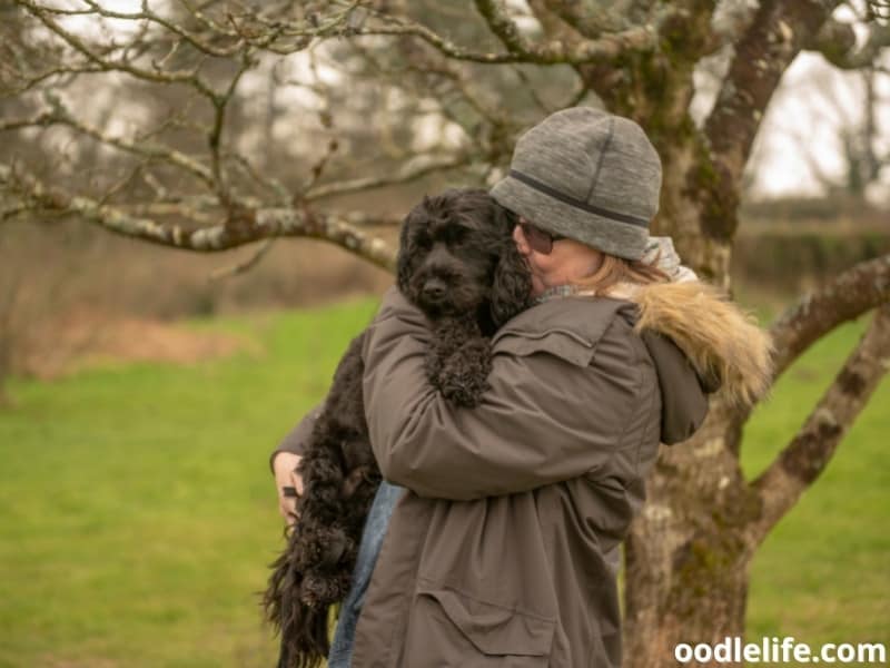 Cockapoo with her owner