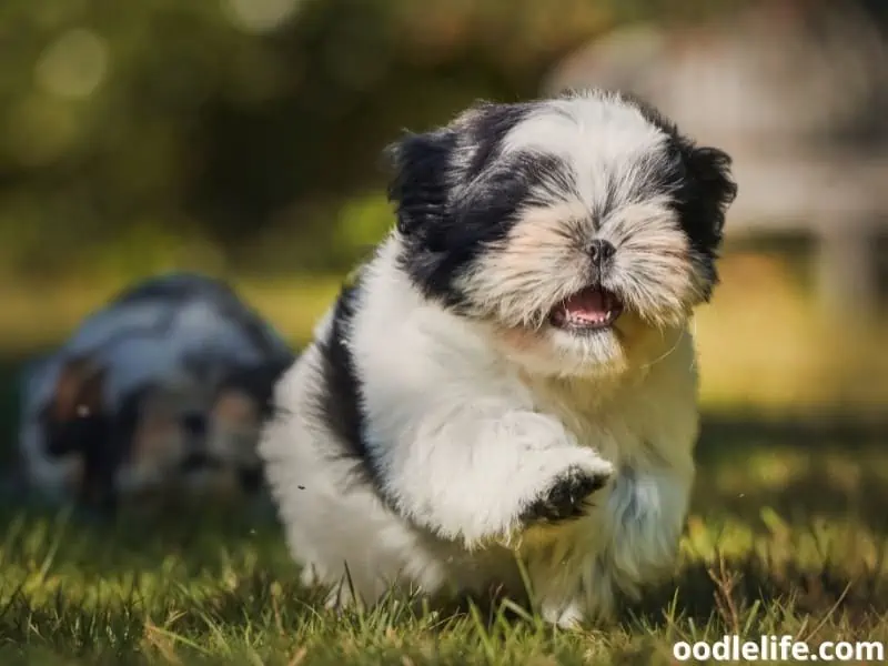 cute Shih Tzu runs