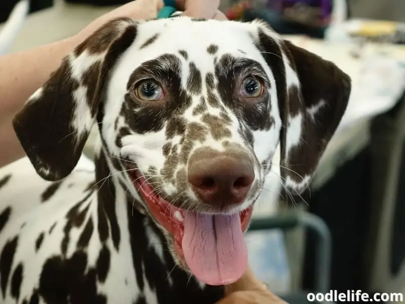 Dalmatian at pet salon