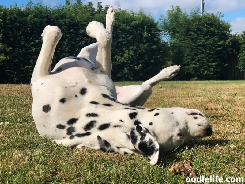Dalmatian lays on his back