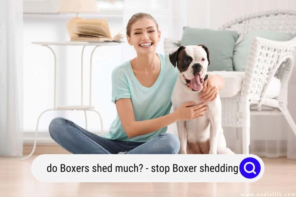 do Boxers shed