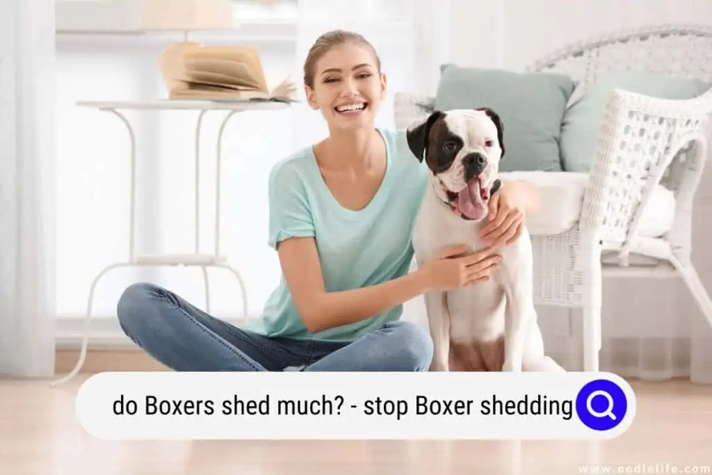 do Boxers shed