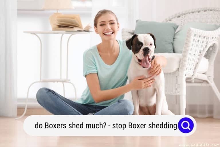 Do Boxers Shed Much? (Stop Boxer Shedding)