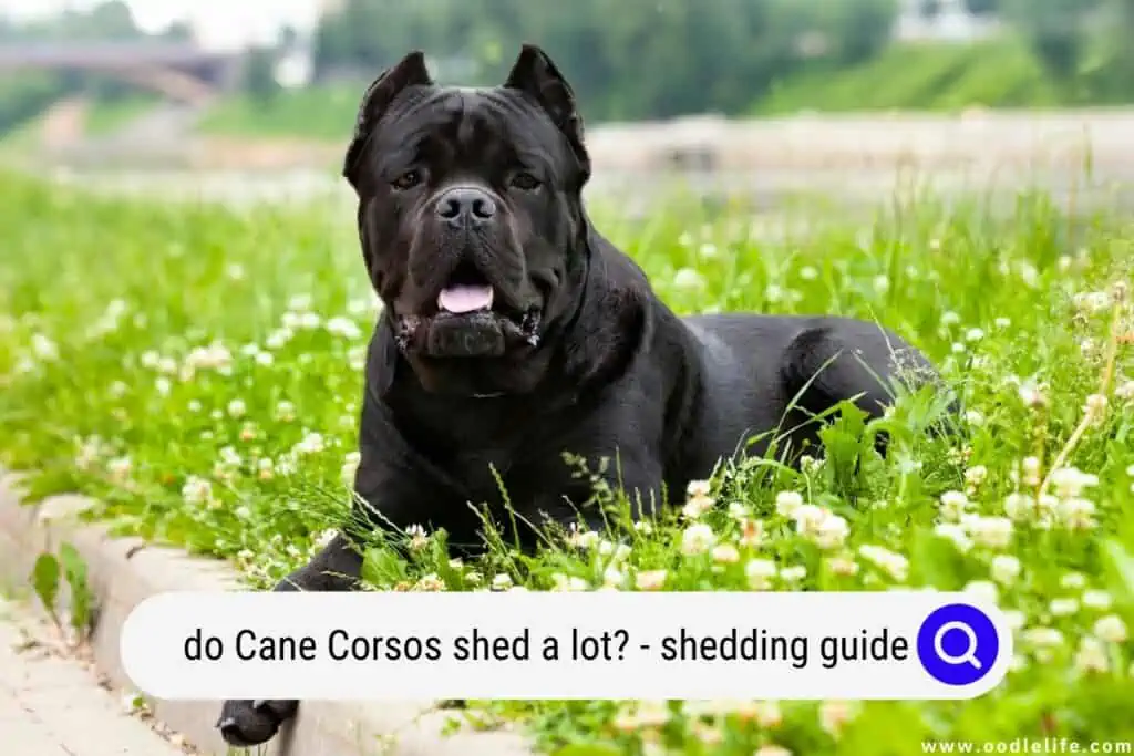 Do Cane Corsos Shed A Lot Shedding Guide Oodle Life