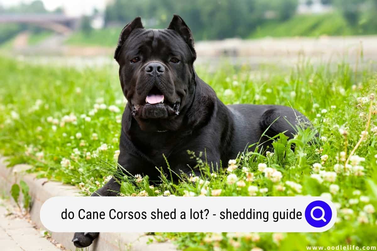 Do Cane Corsos Shed A Lot? (Shedding Guide) Oodle Life