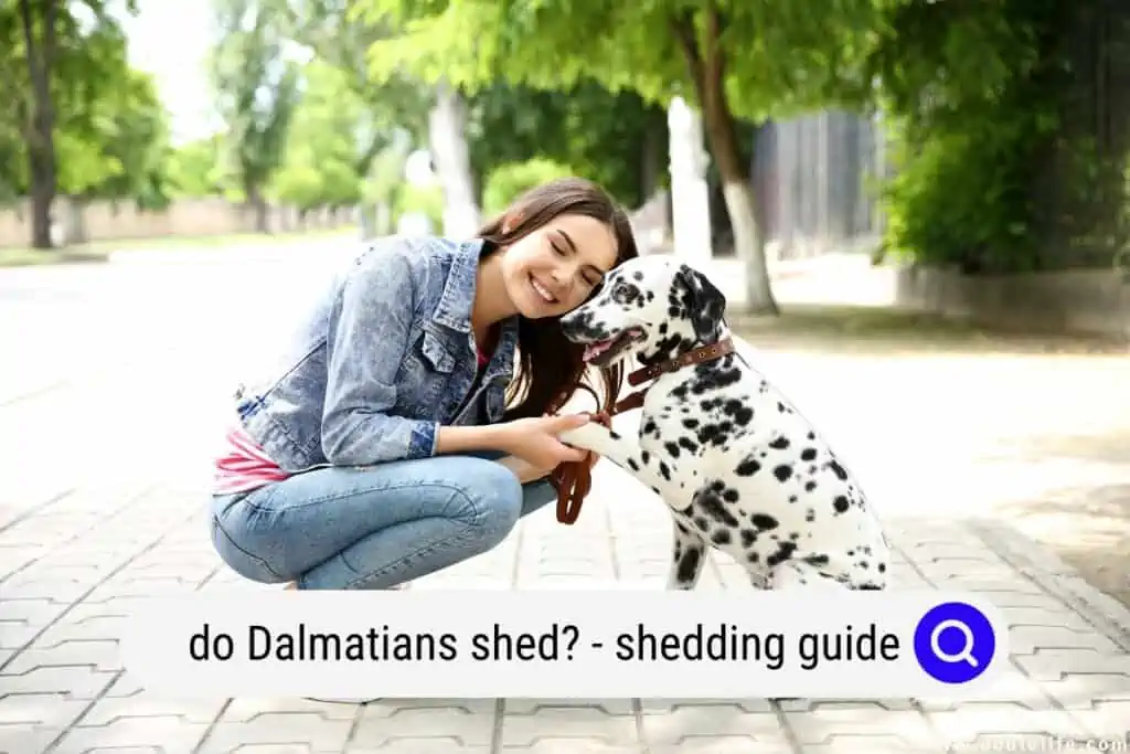 do Dalmatians shed