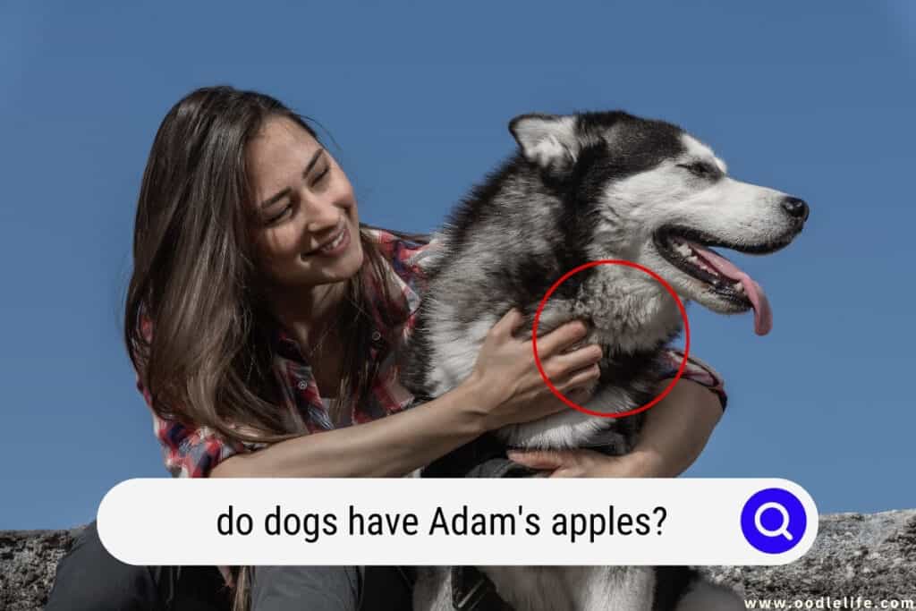 do dogs have Adam's apples