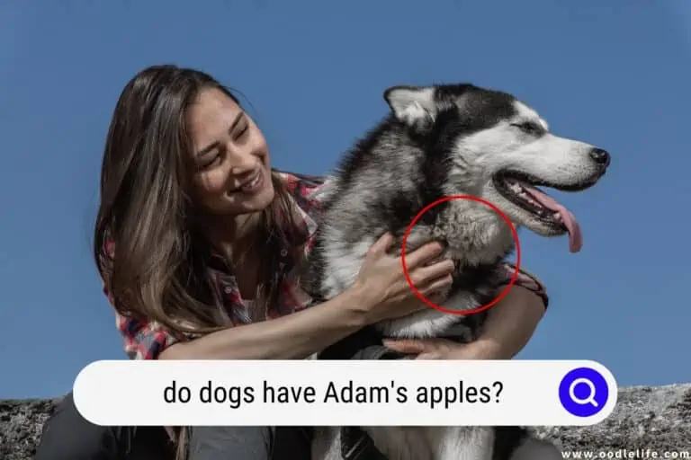 Do Dogs Have Adam’s Apples?