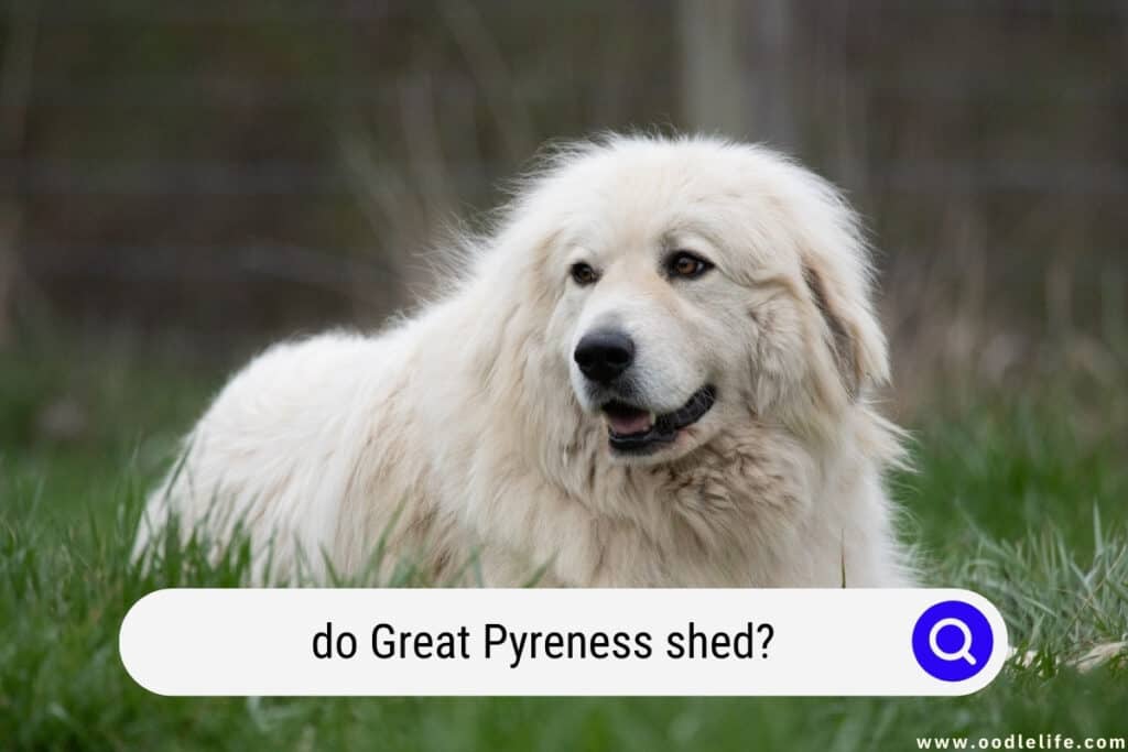 do Great Pyrenees shed