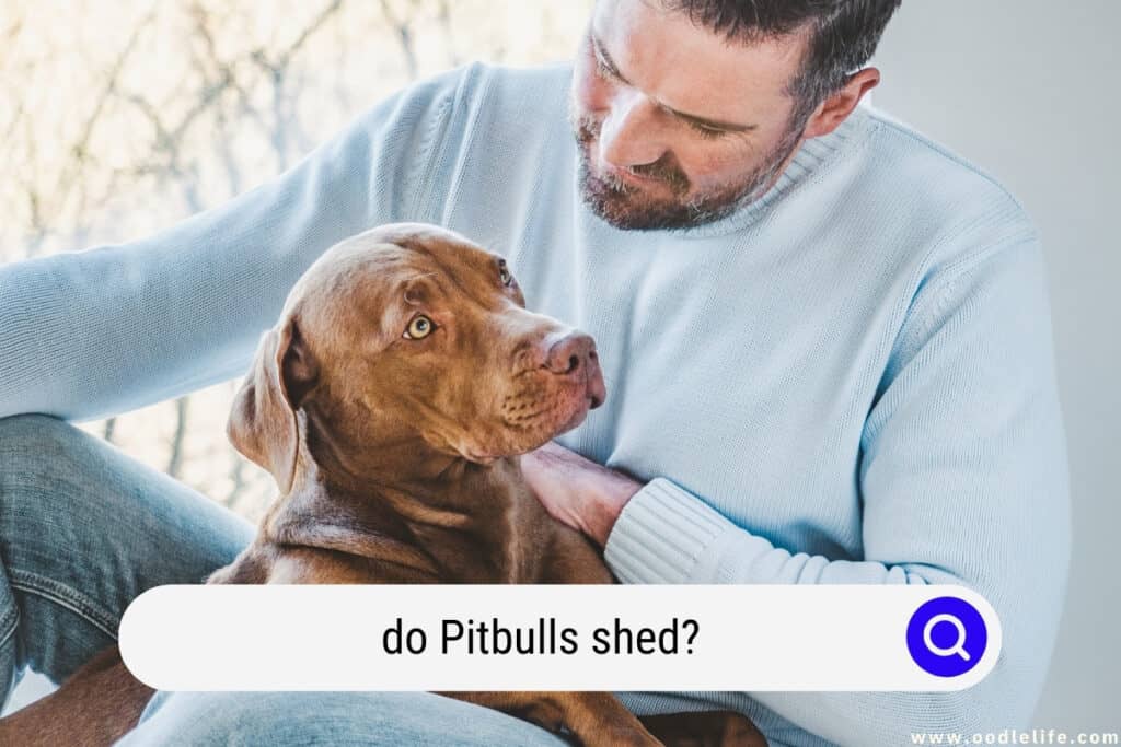 do Pitbulls shed