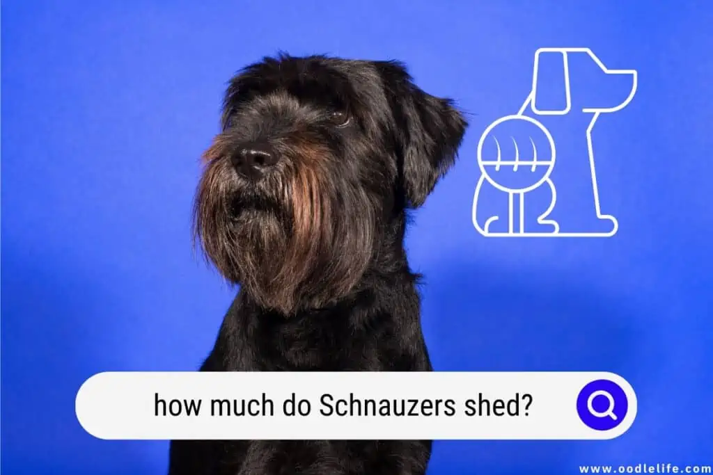 do Schnauzers shed