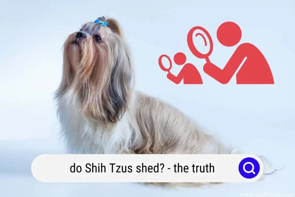 do Shih Tzus shed