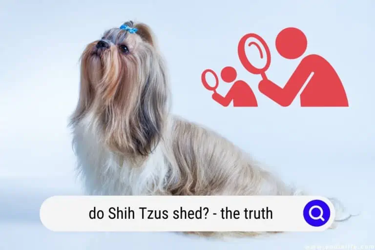 Do Shih Tzus Shed? [The Truth]