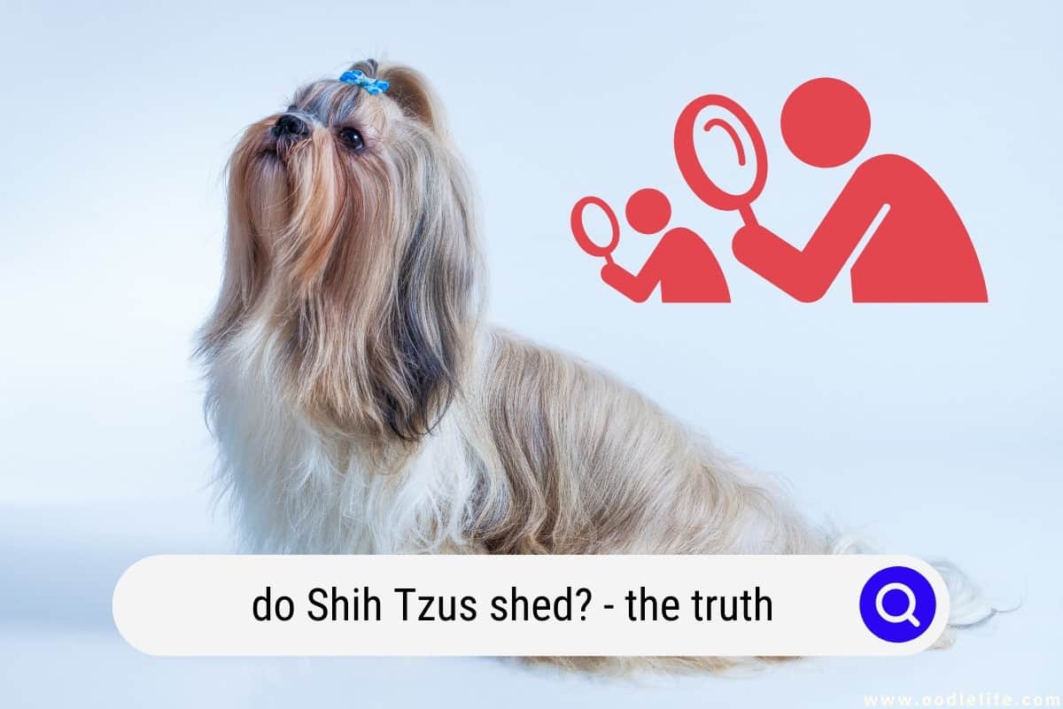 Does Shih Tzu Shed