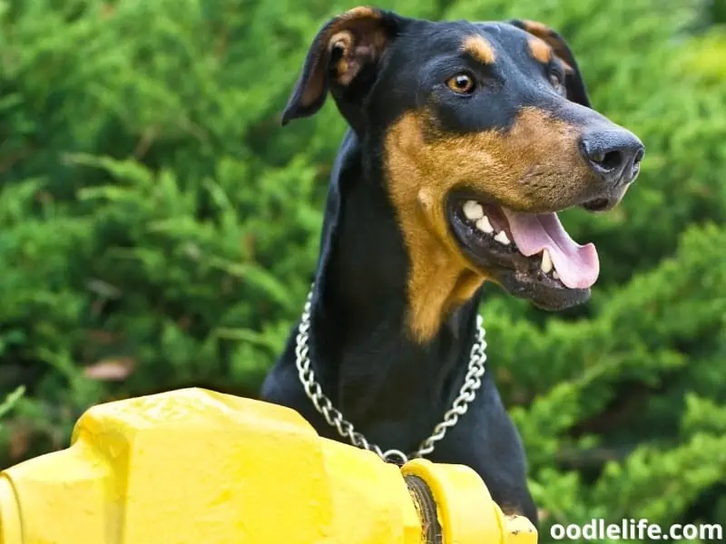 Doberman and fire hydrant