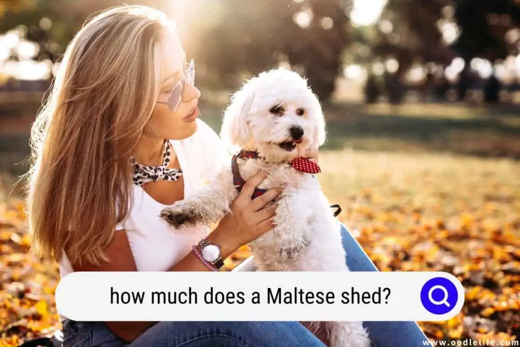 does a Maltese shed