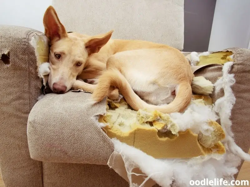 dog chewed a sofa