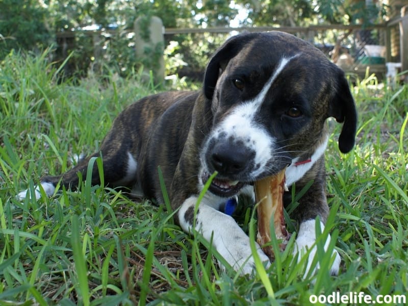dog chewing big bone