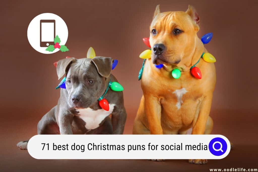 71 Best Dog Christmas Puns For Social Media! (2022) Oodle Life