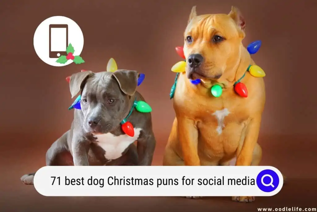 dog Christmas puns