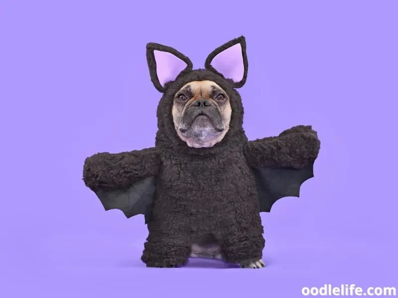 dog dressed to attack