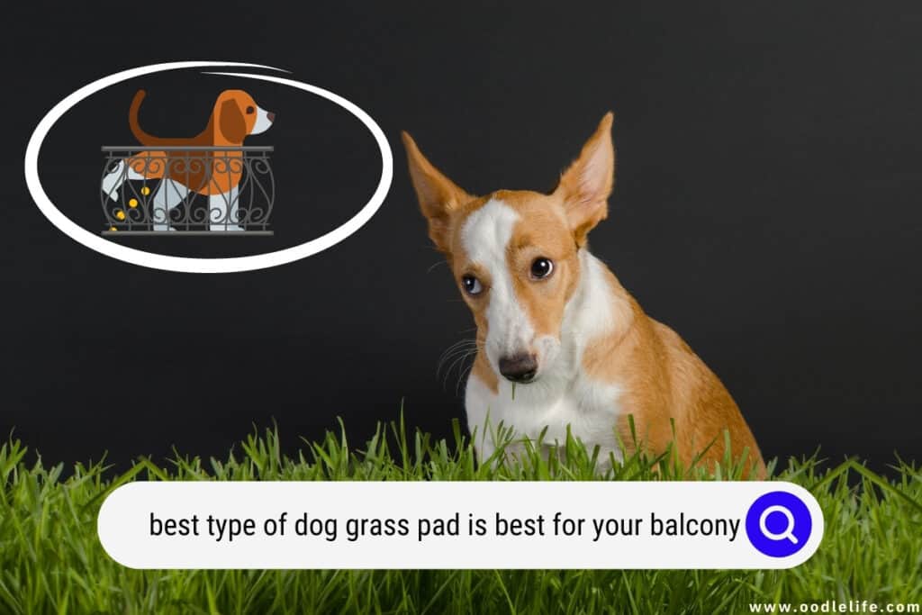 dog grass pad is best for your balcony