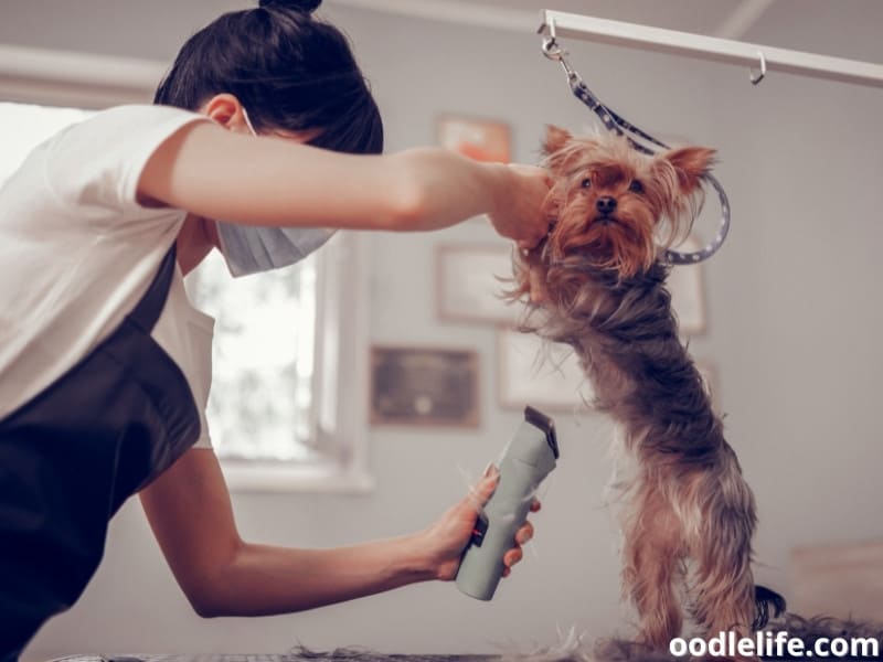 dog grooming with cordless clipper