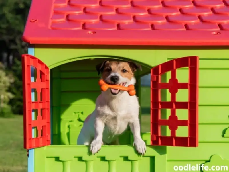 dog house window with toy