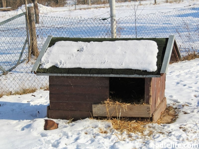 dog house with hay beddings
