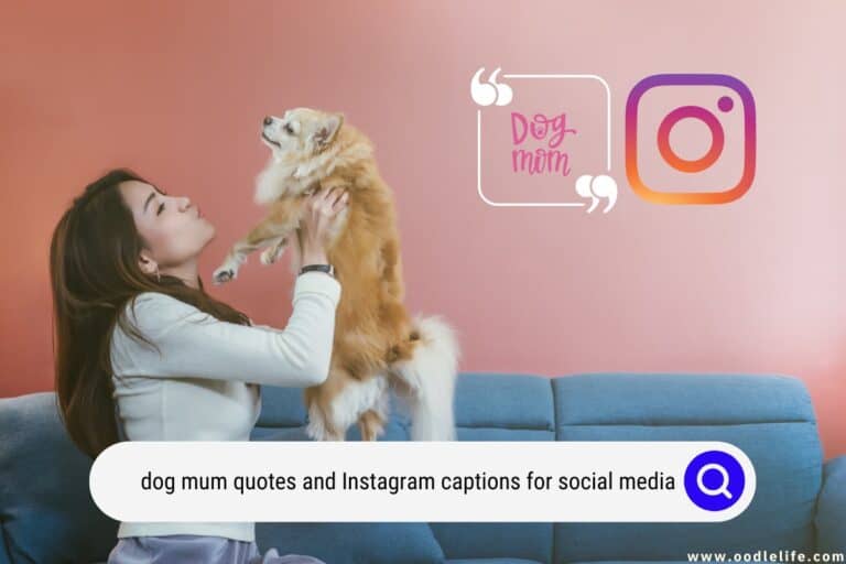 70+ Dog Mum Quotes (and Instagram Captions for Social Media) 2026
