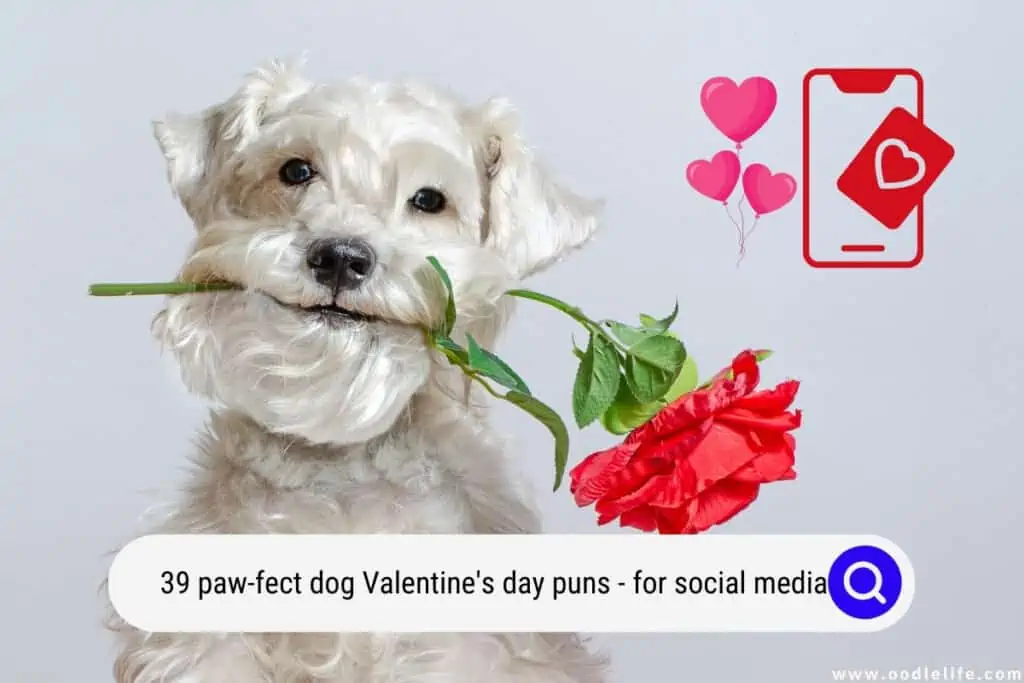 dog valentine's day puns
