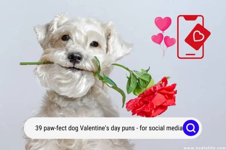 39 Paw-fect Dog Valentine’s Day Puns! (for Social Media) (2023)