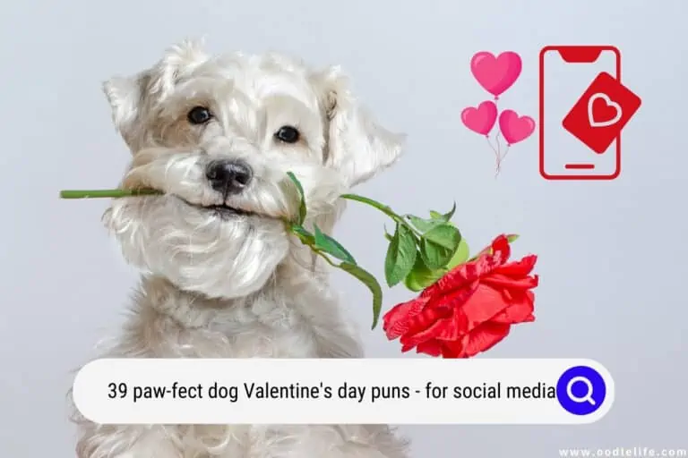 39 Paw-fect Dog Valentine’s Day Puns! (for Social Media) (2024)