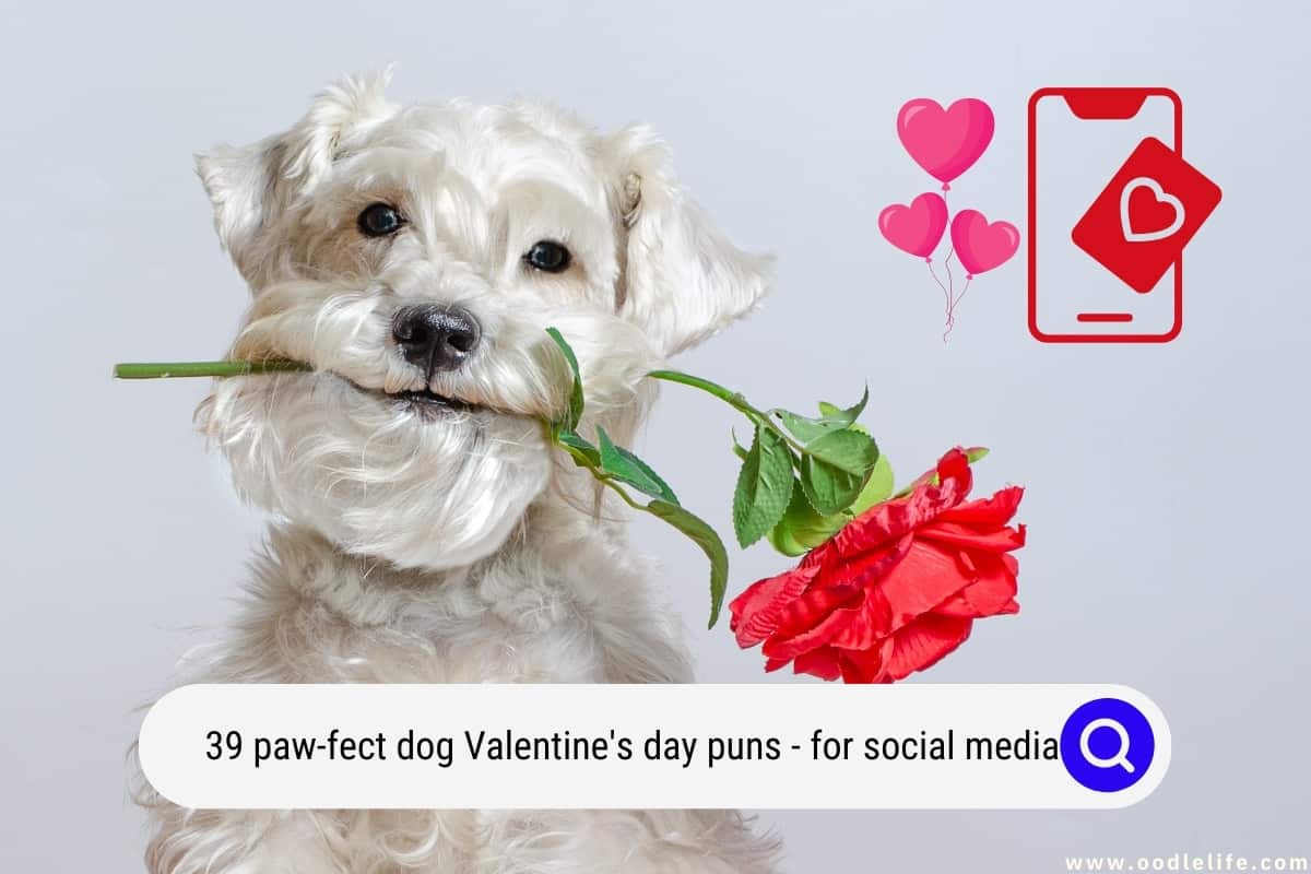39-paw-fect-dog-valentine-s-day-puns-for-social-media-2025-oodlelife