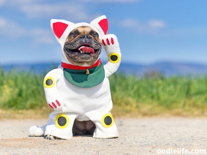 200+ Anime Dog Names (Kawaii Dog Name Ideas) - Oodle Life 200+ Anime Dog Names (Kawaii Dog Name Ideas) - Oodle Life