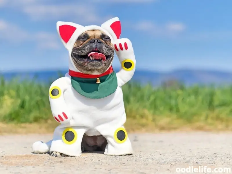 dog wears cat costume
