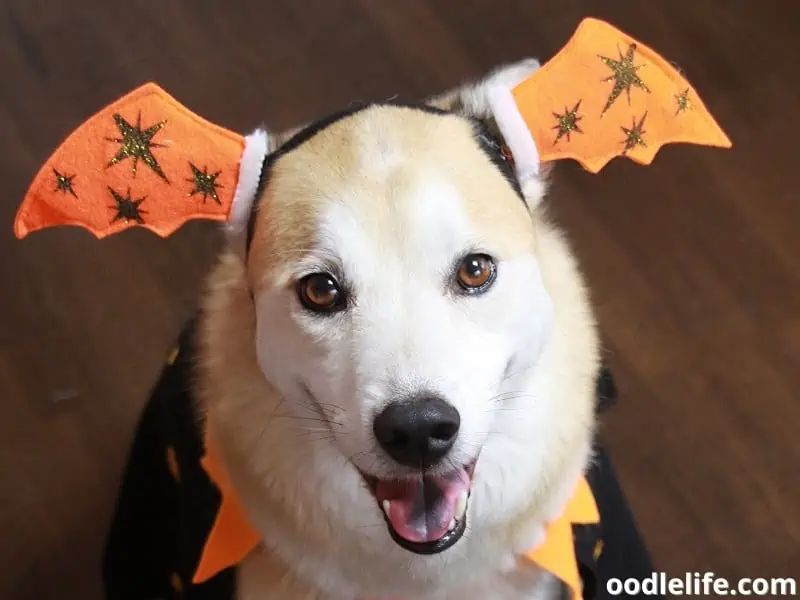 dog wears wings costume