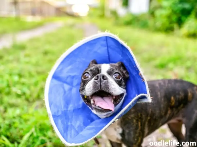 dog with fabric cone