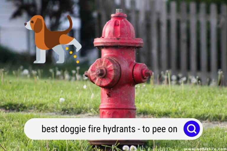 Best Doggie Fire Hydrants (to Pee on) 2022