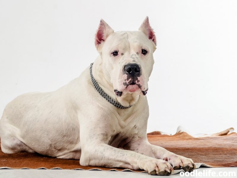 Dogo Argentino lies on leather mat