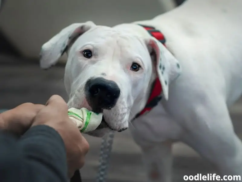 Dogo Argentino plays with a toy