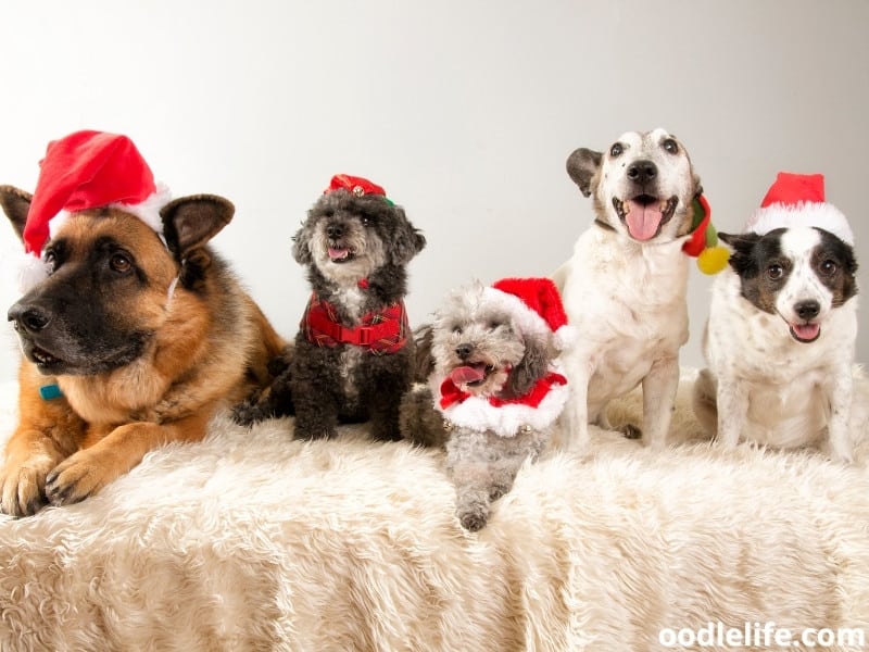 dogs at Christmas party