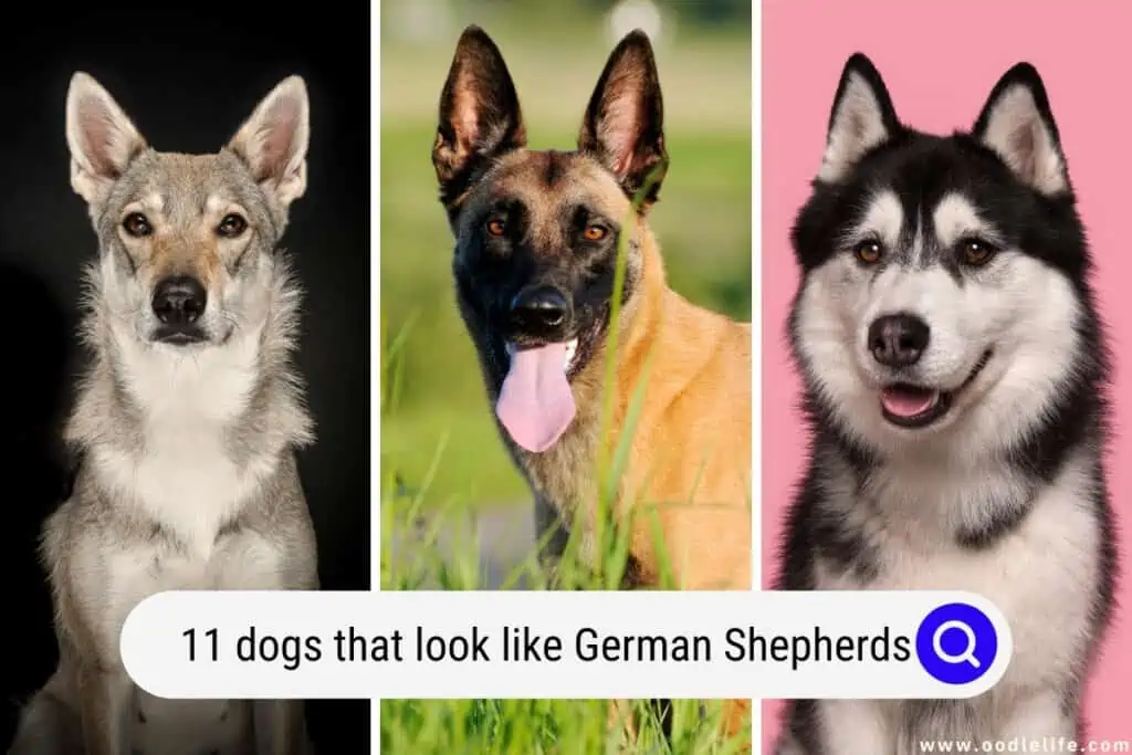 dogs that look like German Shepherds