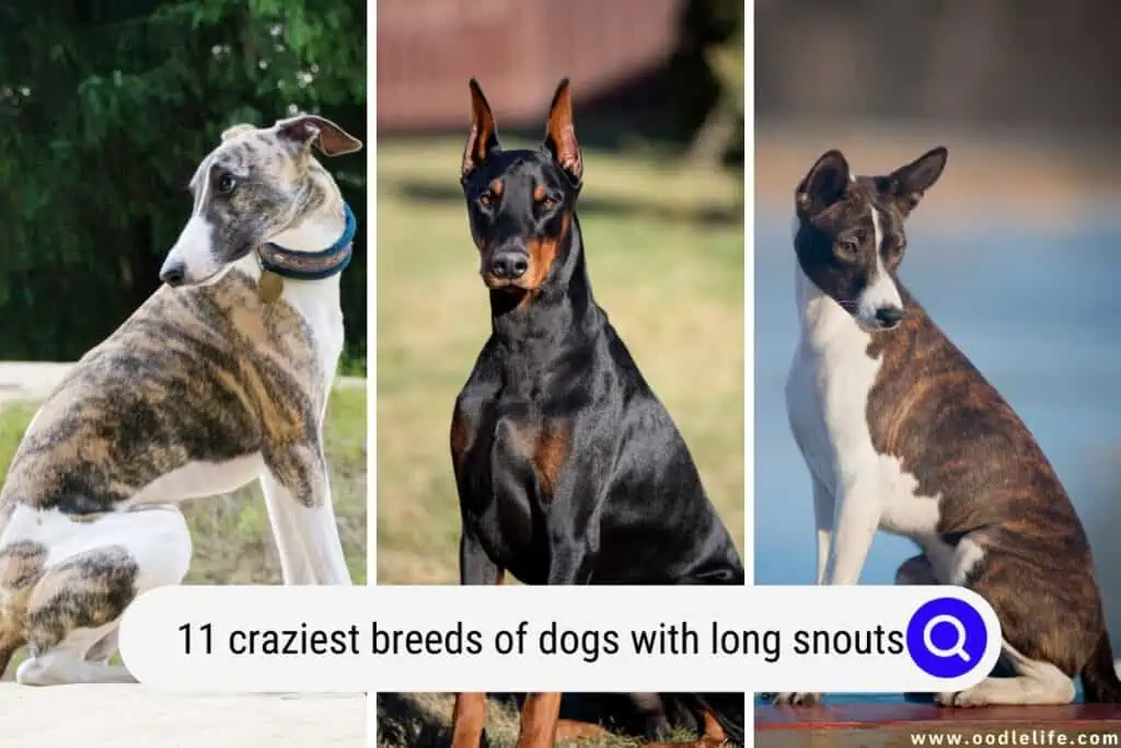 Dog with long clearance snout and long hair