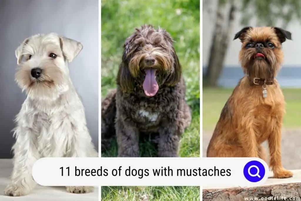 dogs with mustaches